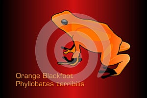 Orange blackfoot frog photo