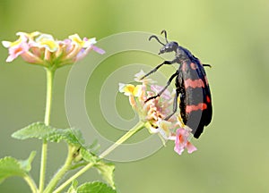 ORANGE BLISTER BEETLE