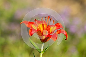 Orange bloom of fire lily Lilium bulbiferum in green meadow