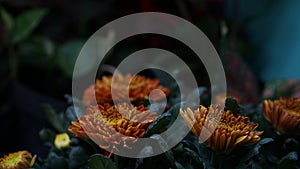 Orange bloom Flower in garden