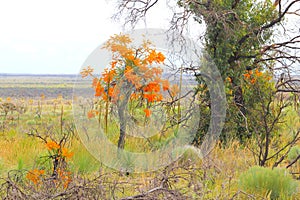 Orange blooming Christmas tree, Nuytsia Floribunda, in Western Australia
