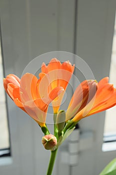 orange blooming clivia lily, isolated
