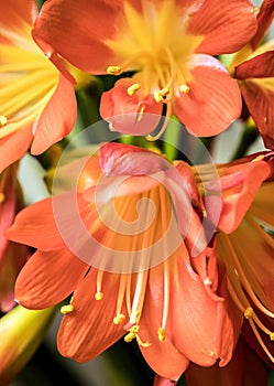 Orange blooming clivia miniata flower