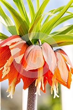 Orange blooming crown imperial lily