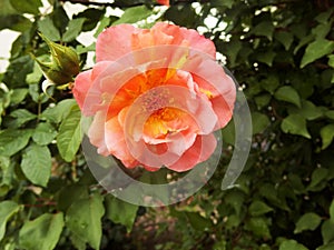 Orange blooming garden rose