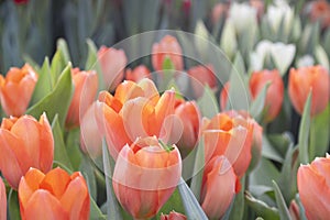 Orange blooming tulips on the background of green garden.