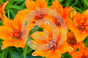 Orange blooms of lily