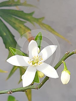 orange bloss orange tree