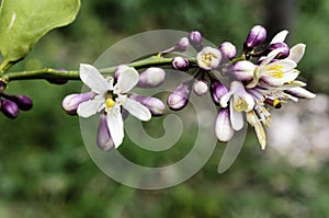 Orange blossom