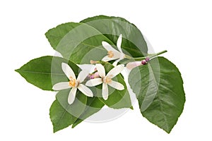 Orange blossom photo