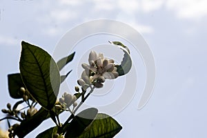 Orange blossom on branch of tree
