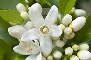 Orange blossom, Citrus Flowers