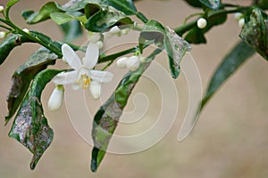 Orange Blossom with Citrus Greening Disease