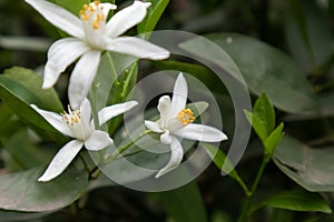Orange Blossom-Citrus reticulata Blanco