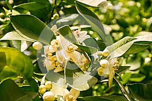 Orange blossom, citrus trees in israel. white flowers and green leaves