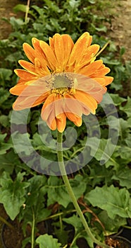 A Orange Blossom Flower