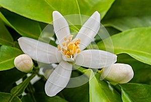 Orange blossom photo