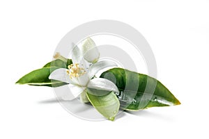 Orange blossom flower isolated on white backgrounds