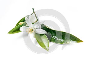 Orange blossom flower isolated on white backgrounds