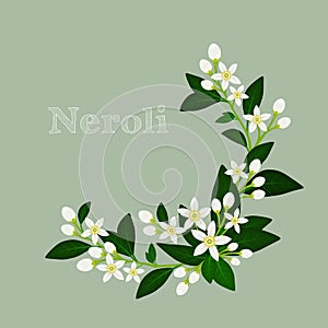 Orange blossom: flowers, buds and leaves. Floral design card fleur d'orange (neroli). Vector illustration.