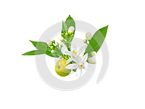 Orange blossom flowers, buds, leaves and fruit branch isolated on white