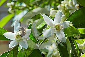 Orange blossom flowers in mediterranean tree