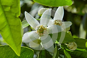 Orange blossom flowers in mediterranean tree