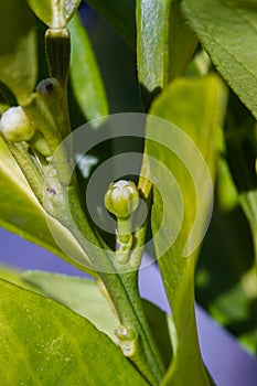 Orange blossom flowers in natural light