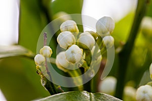 Orange blossom flowers in natural light