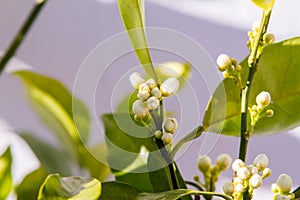 Orange blossom flowers in natural light