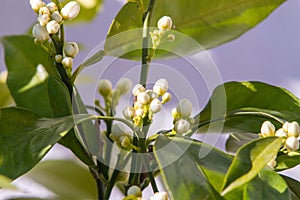 Orange blossom flowers in natural light