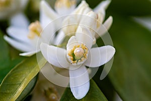 Orange blossom flowers in natural light