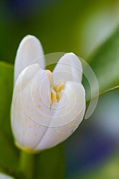 Orange blossom flowers in natural light