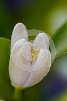 Orange blossom flowers in natural light