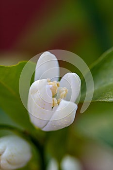 Orange blossom flowers in natural light