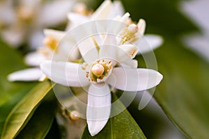 Orange blossom flowers in natural light