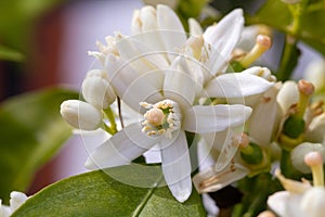 Orange blossom flowers in natural light