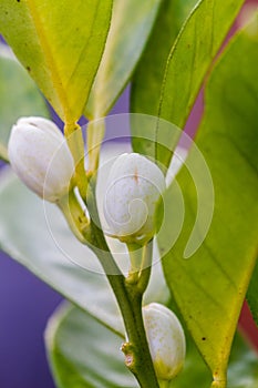 Orange blossom flowers in natural light