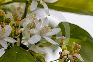 Orange blossom flowers in natural light