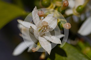 Orange blossom flowers in natural light