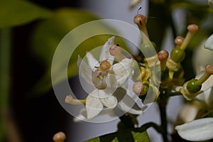 Orange blossom flowers in natural light