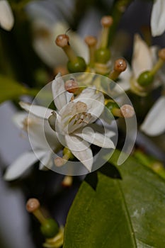 Orange blossom flowers in natural light