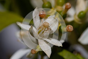 Orange blossom flowers in natural light