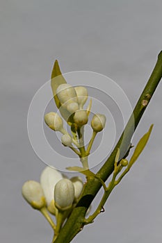 Orange blossom flowers in natural light