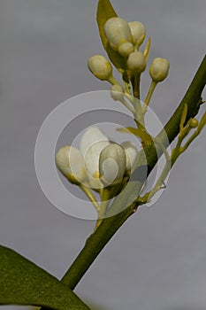 Orange blossom flowers in natural light