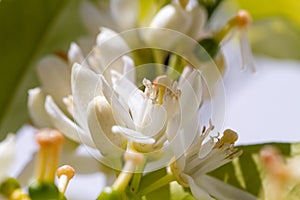 Orange blossom flowers in natural light