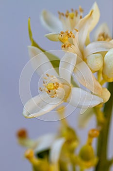 Orange blossom flowers in natural light