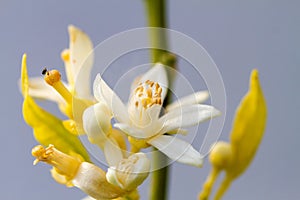 Orange blossom flowers in natural light