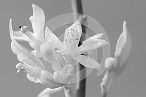 Orange blossom flowers in natural light