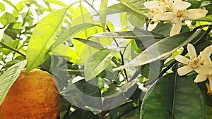 orange blossom fruit flowers